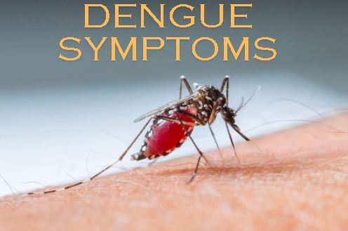 Dengue Fever: Recognizing Symptoms and Taking Precautions